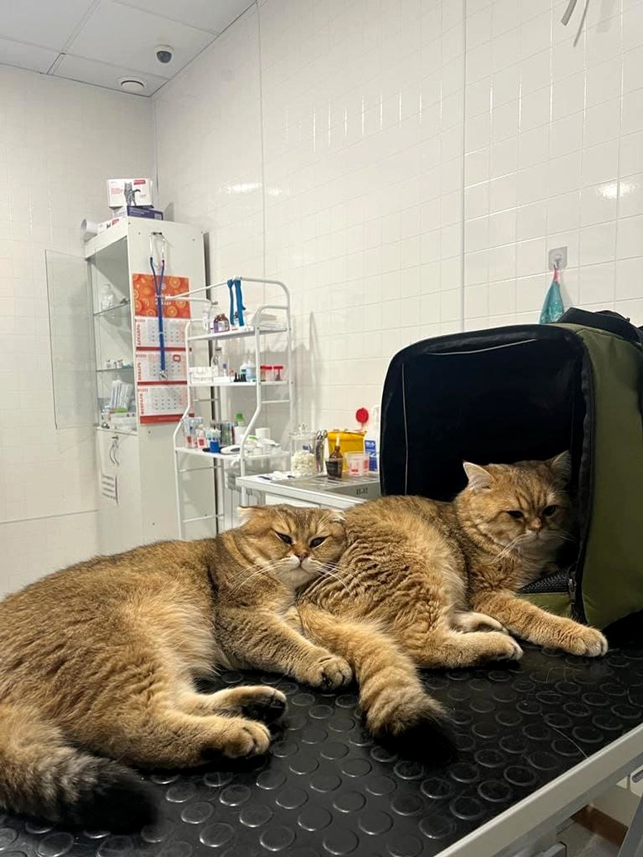 Кошки на приёме